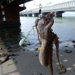 ウェーディングタコ