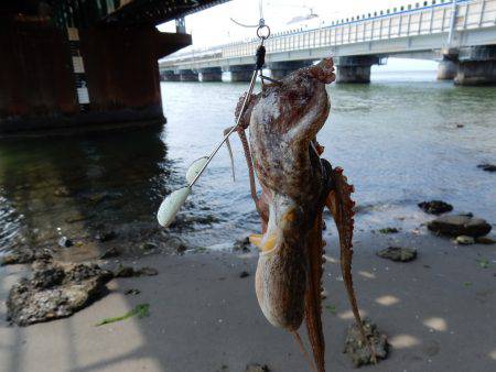 ウェーディングタコ