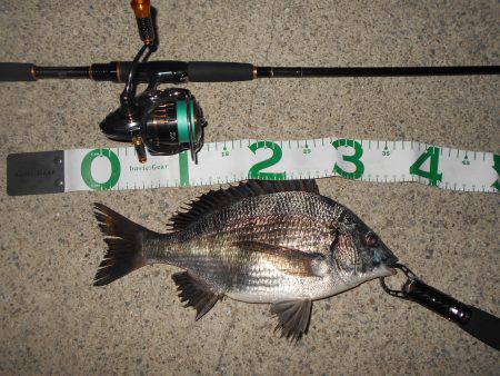 テトラ際でチヌ&シーバス♪。