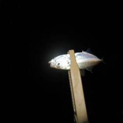 安定してきました