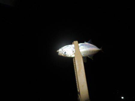 安定してきました