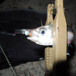 アジも難しいです