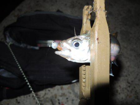 アジも難しいです