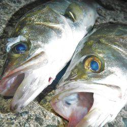 リバーシーバス