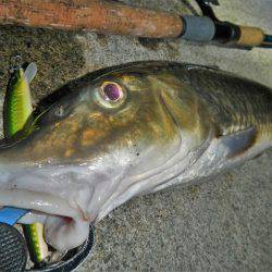 リバーでニゴイ