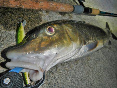 リバーでニゴイ