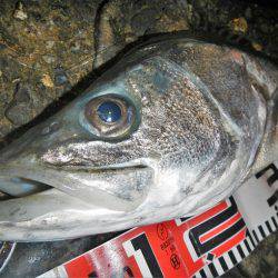 リバーシーバス