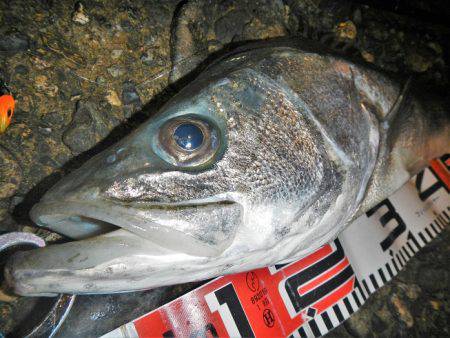 リバーシーバス