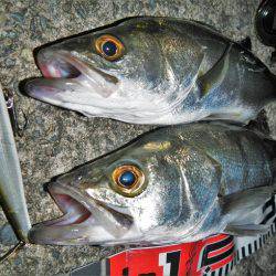 リバーシーバス