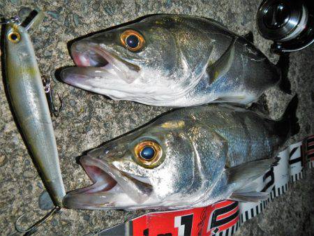 リバーシーバス