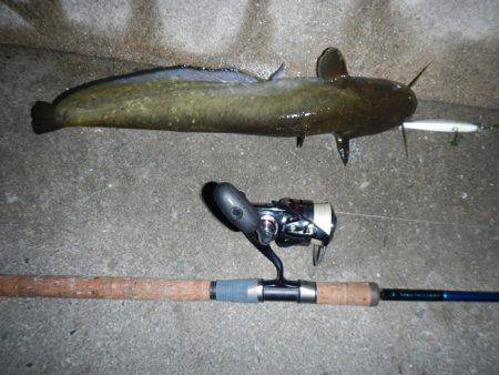 良い引きでした