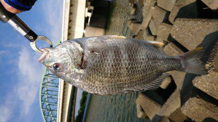 淀川キビレトップウォーター