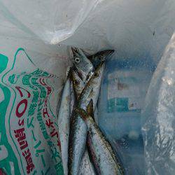 太刀魚のちデイアジング