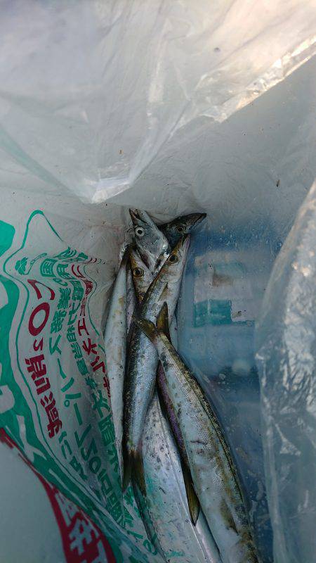 太刀魚のちデイアジング