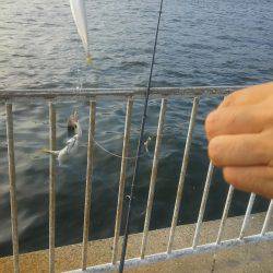 夏タチも帰省中？