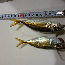 泉佐野漁港の釣果