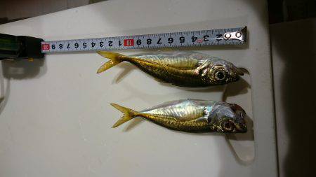 泉佐野漁港の釣果