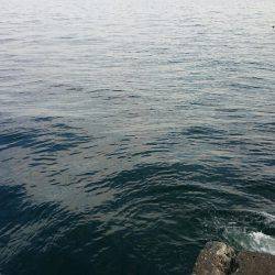 ガシラポンポン