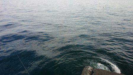 ガシラポンポン