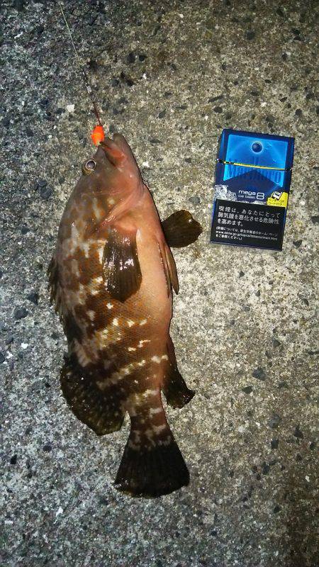 四連チャン釣行！！アナゴにきも釣れてます