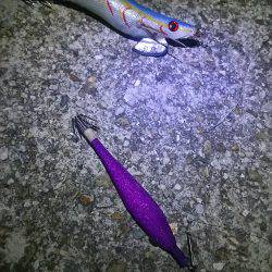 今年初のケンサキ釣行