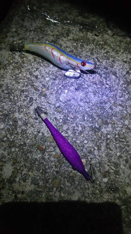 今年初のケンサキ釣行