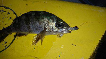 アジ狙いのつもりが、