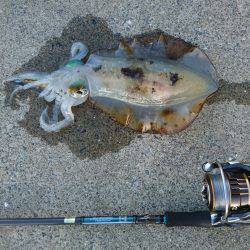 夕方ちょいエギング