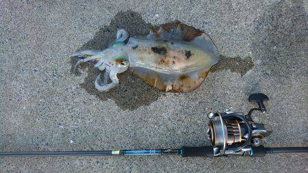 夕方ちょいエギング