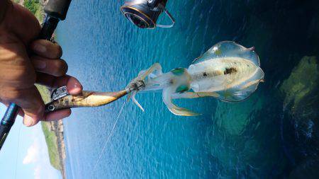 仕事終わりにエギング