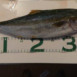 ショアジギ　ツバス