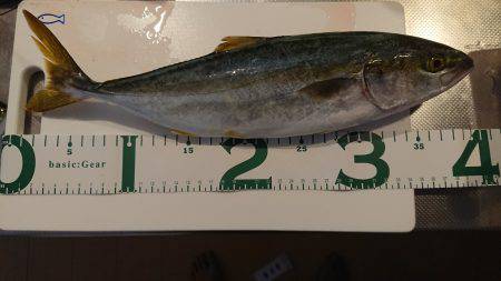 ショアジギ　ツバス