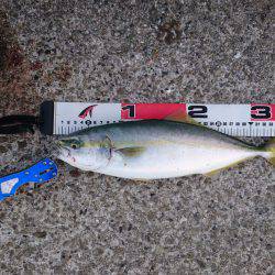 ハマチ！？ツバス！？