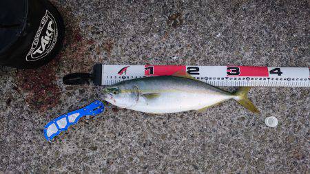 ハマチ！？ツバス！？