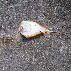 73㎝のマゴチが釣れました