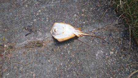 73㎝のマゴチが釣れました