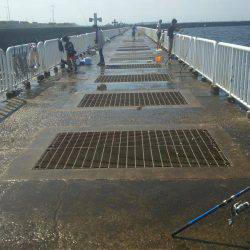 イワシばっかり