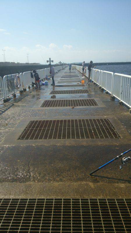 イワシばっかり