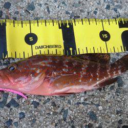 エギングからロックフィッシュ