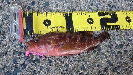 エギングからロックフィッシュ