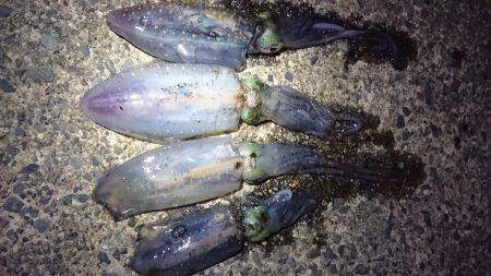 仕事終わり新子調査