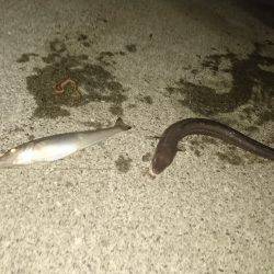 アオイソメ最強伝説