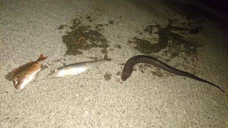 アオイソメ最強伝説