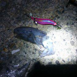 ケンサキイカ狙い