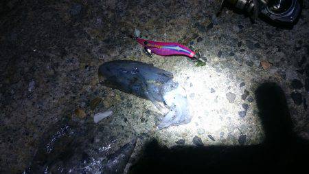 ケンサキイカ狙い