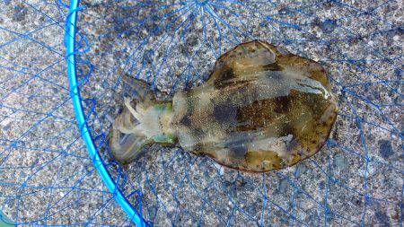 初のアオリイカゲット