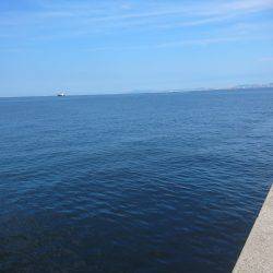 初たこチャレンジ