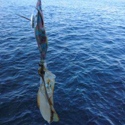 まだまだ小さい