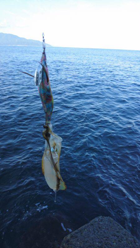 まだまだ小さい