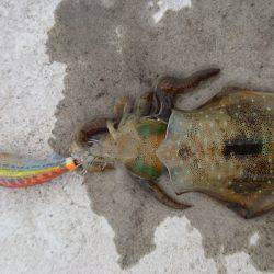 今季初エギング